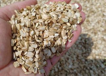 Nasiona  arcydziegiel