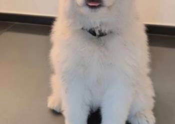 Samoyed przepiękne szczeniaki