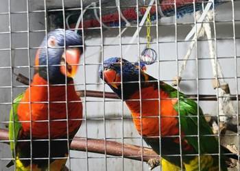 Lorysa 2025 listopad