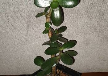 Grubosz, crassula drzewko szczęscia nr 3, wys. 35cm