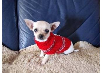 Chihuahua śliczny malutki biały piesek