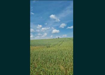 Działka rolna gm. Sobków 1,86ha