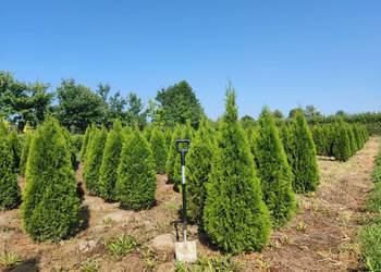 Tuje Szmaragd 120, 150, 180, 200-250 cm SADZENIE ŻYWOPŁOTÓW śląsk