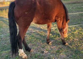 Sprzedam klacz I ogierka w typie huculskim