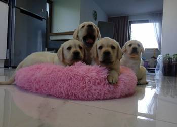 Labrador