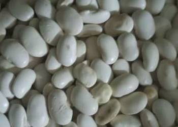 sprzedam fasole Jasia