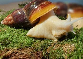 Ślimak Afrykański Lissachatina Fulica albino