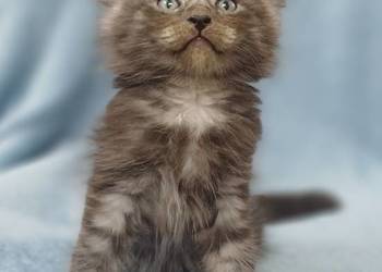 Maine Coon kocurek ns rodowód Fpl