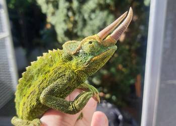 kameleon jacksona