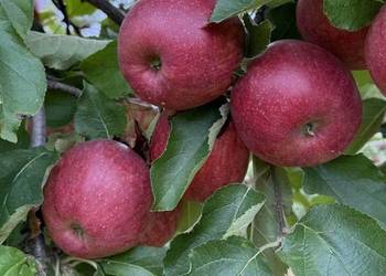 ŚWIEŻE JABŁKA PROSTO OD ROLNIKA!