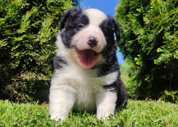 Rasowy pies, szczenię Border Collie z Hodowli, pełna dok.