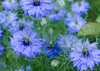CZARNUSZKA SIEWNA  Nigella sativa  - NASIONA 100g