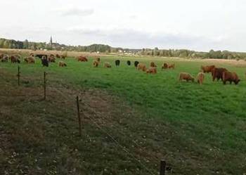 Bydło szkockie, krowy szkockie, byczki, jałówki mięsne krowy