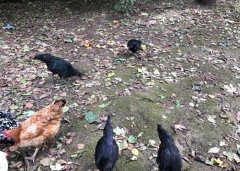 Kury i koguty Ayam Cemani oraz koguty Vorwerk