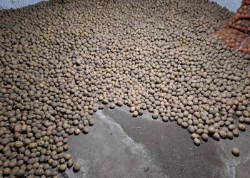 Ziemniaki sadzeniaki GALA