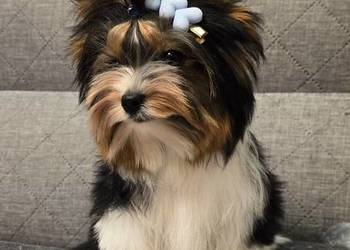 Biewer uroczy malutki piesek Yorki York do odbioru