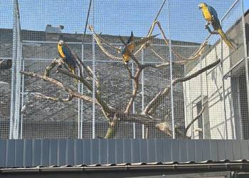 Ara ararauna  samiec 2025 naturalny lęg