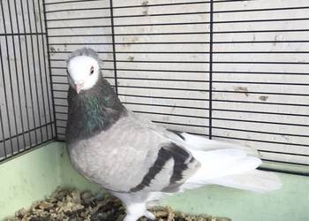 Mewka gołębie ozdobne