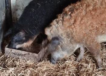 Knurek mangalica
