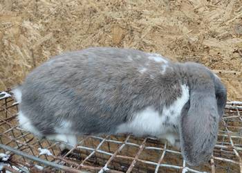 sprzedam samca barana francuskiego