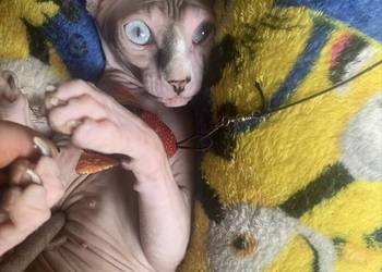 Sfinks Kanadyjski. Do odbioru koteczka. Rodowód