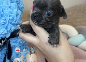 Chihuahua piesek krótkowłosy niebieski Blue badania DNA