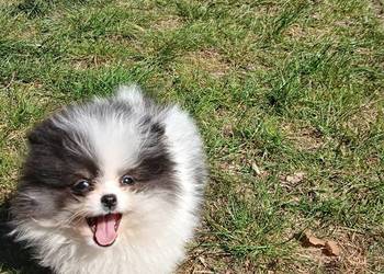 Szpic miniaturowy pomeranian
