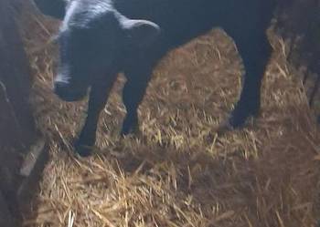 Sprzedam  jałoweczke mięsna