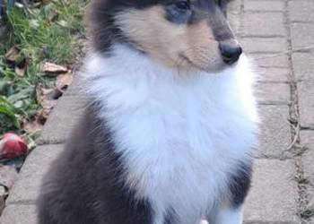 Collie OwczareSzkocki Długowłosy- szczenięta ZKwP (FCI)