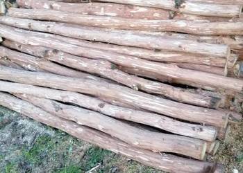 Kołki dębowe okorowane 250cm 12zl sztuka