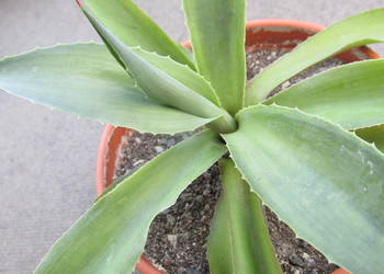 Agave desmettiana Jacobi - 3 letnia agawa