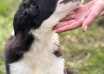 Piękny piesek border collie 5 miesięczny