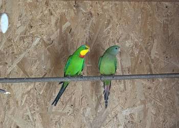 Papugi barabandy Para