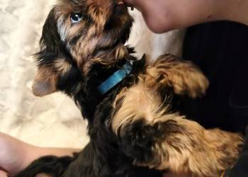 yorkshire terrier chłopiec