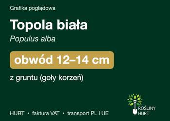 Topola biała (Populus alba) obwód 12-14 cm, z gruntu – HURT