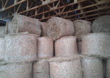 Słoma żytnia i owsiana sucha