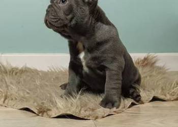 Buldog francuski liliowa sunia