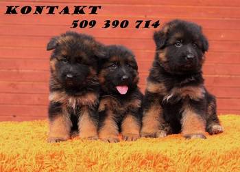 Owczarek Niemiecki Długowłosy z Rodowodem ZKwP po: GRAND CHAMPION POLSKI