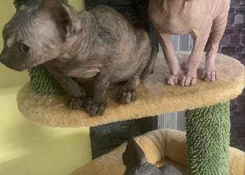 Sfinks Kanadyjski. Rezerwacja kotki.