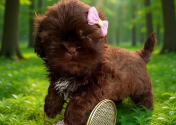 Przepiękna czekolada  suczka rasy Shih-Tzu szuka domku