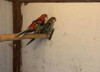 Rozella białolica 2025 para