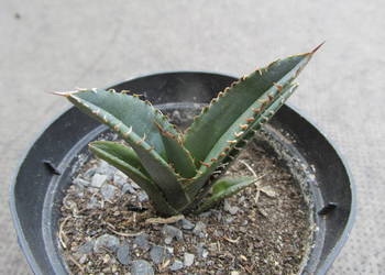 Agawa titanowa -  agave titanota - jedyna taka sadzonka