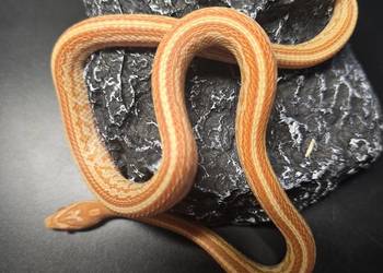 Wąż zbożowy, samica