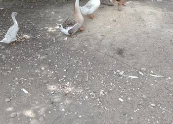 Sprzedam gęsi i kaczki