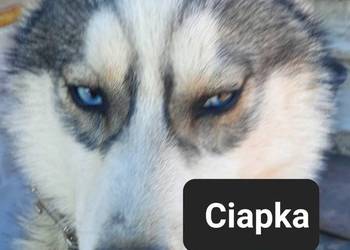 Szczeniaki syberiany husky