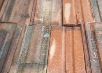 DACHÓWKA   CZERWONA