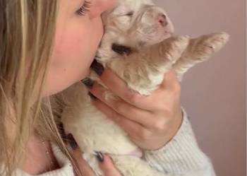 Lagotto Romagnolo ZKwP/ FCI