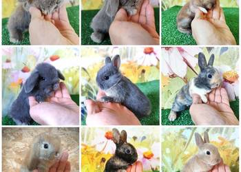 P I Ę K N E Mini Lop baranki teddy królik rex  miniaturka