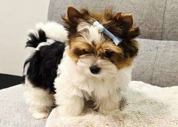 Śliczny MINI piesek Biewer York DO ODBIORU chłopczyk