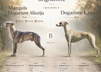 Whippet ZKwP FCI – szczenięta z domowej hodowli Brightcoffe